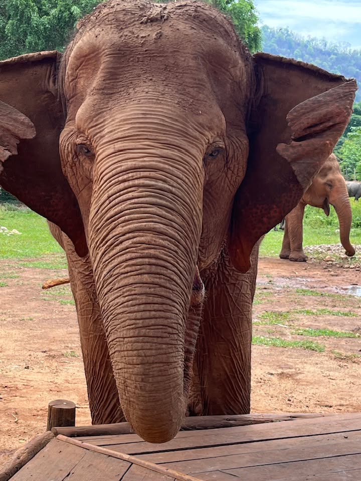 Elephant Nature Park