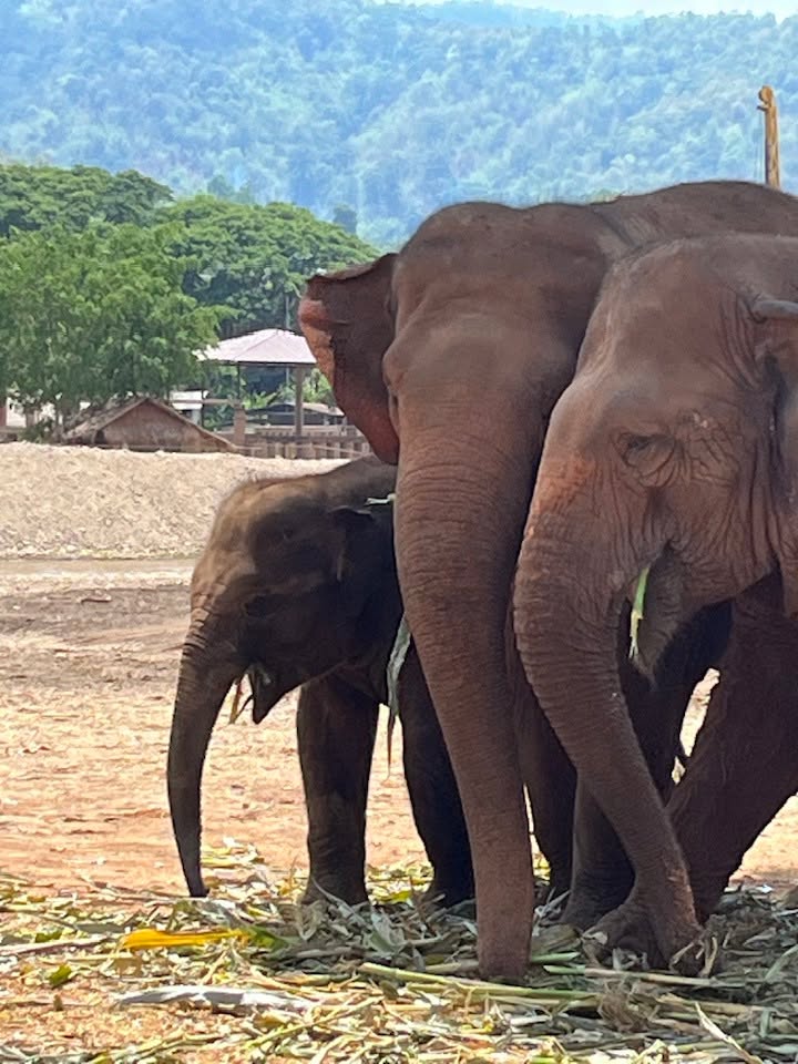 Elephant Nature Park