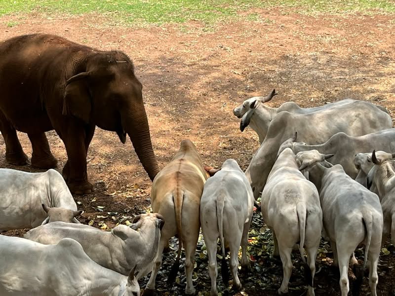 Elephant Nature Park