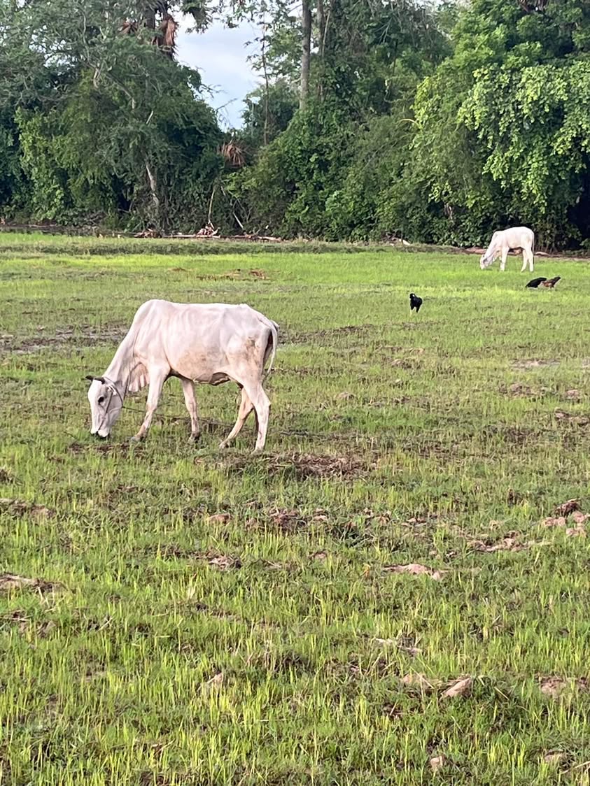 Cows in rice fields