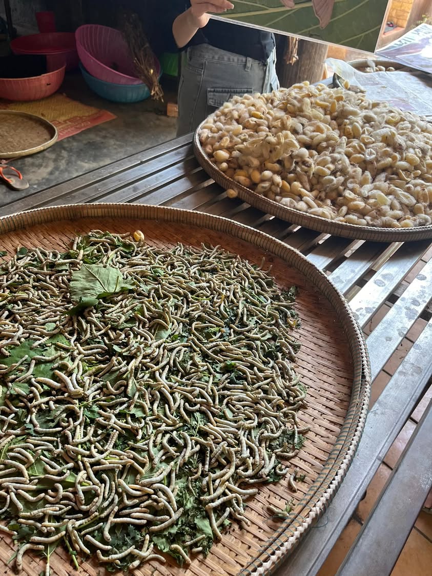 Silk worms