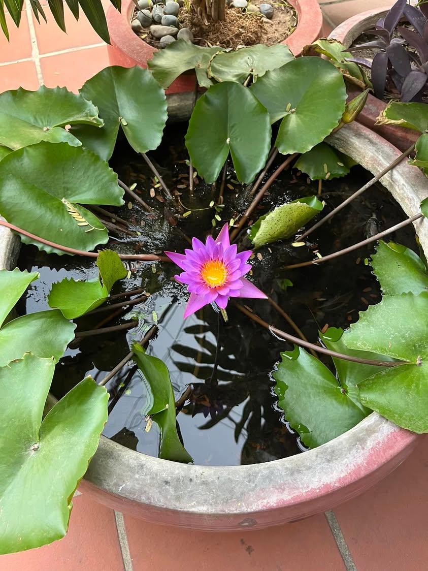 Lotus flowers