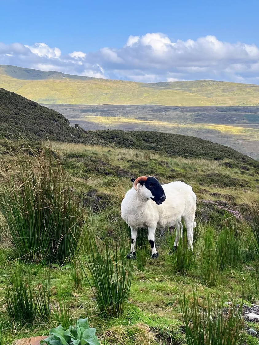 Sheep
