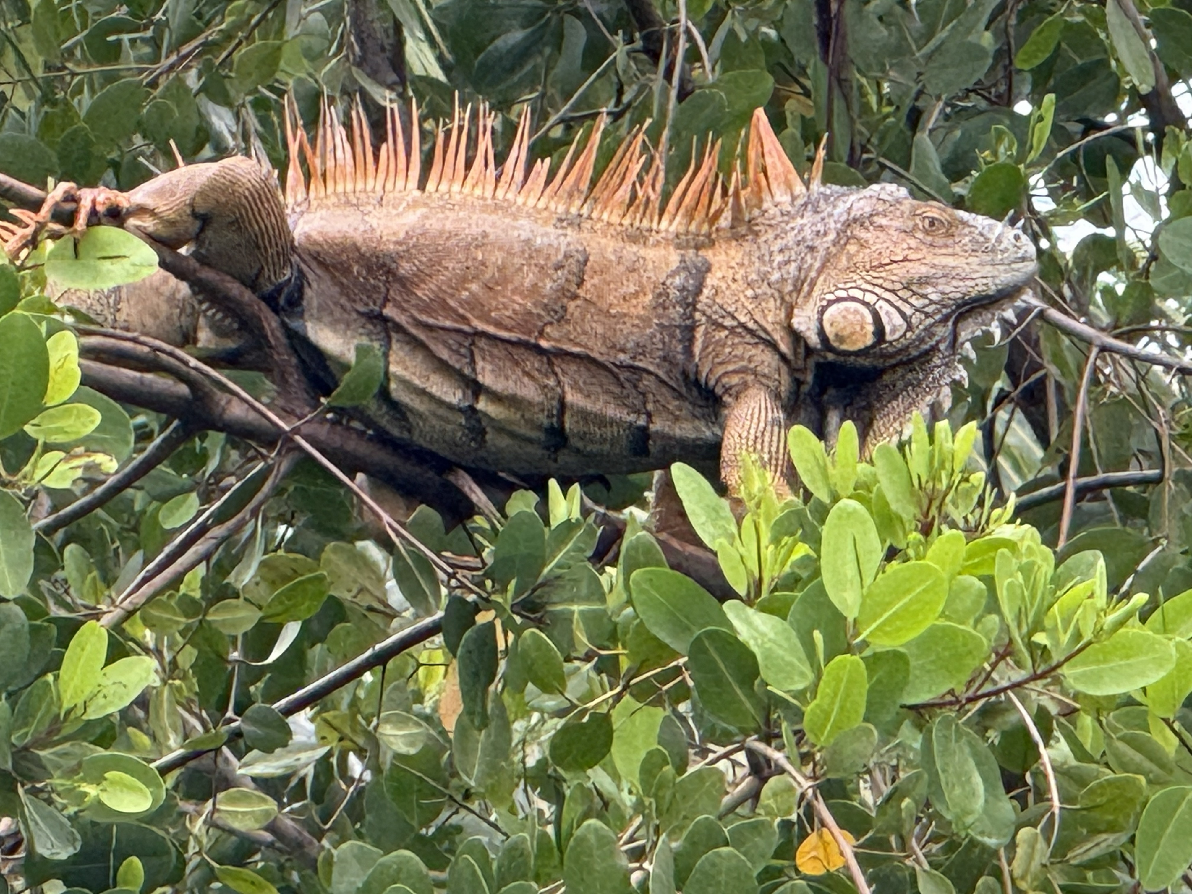 Belize