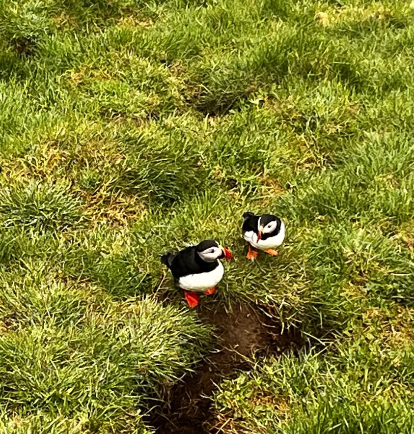 Puffins