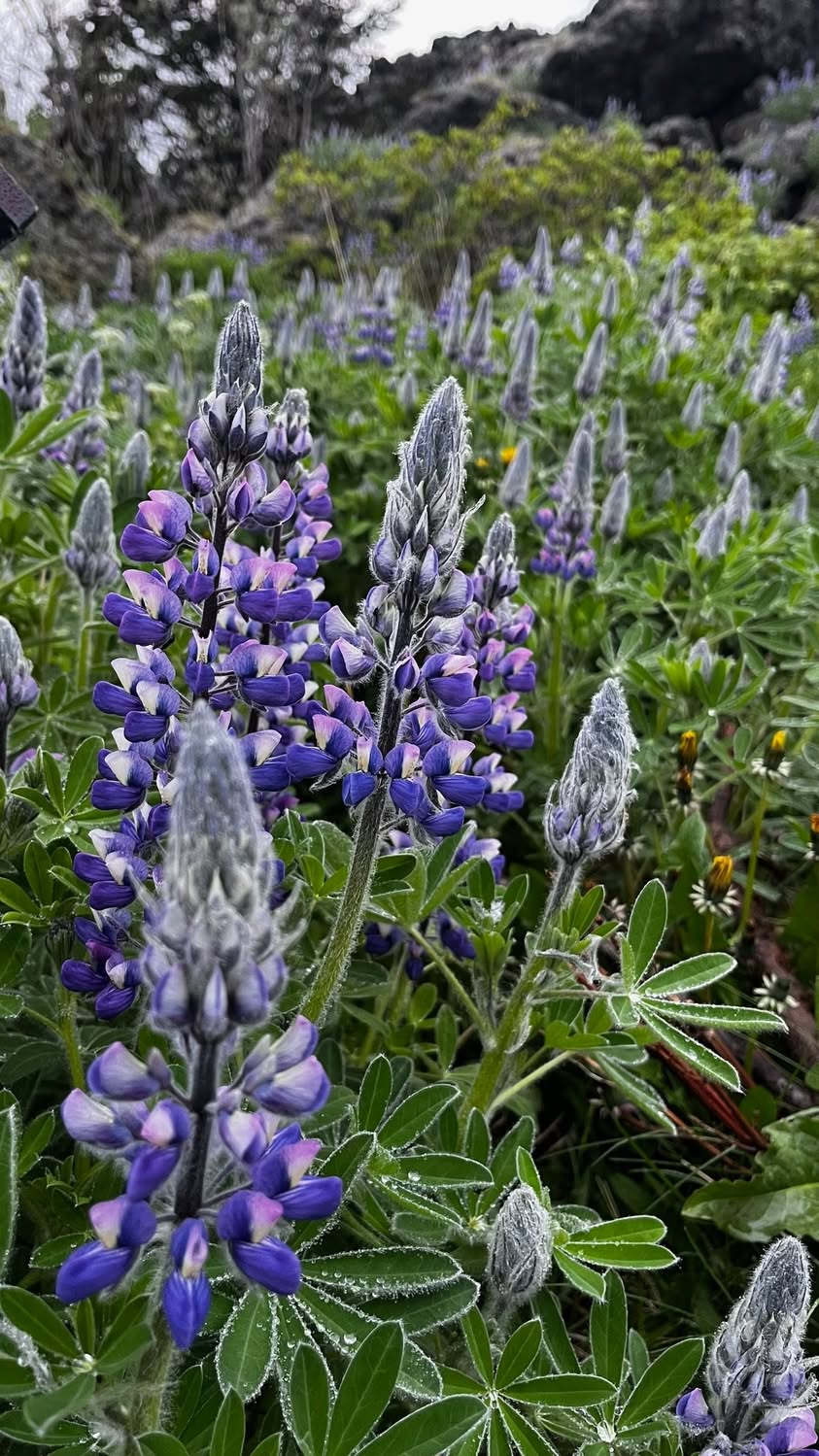 Lupines